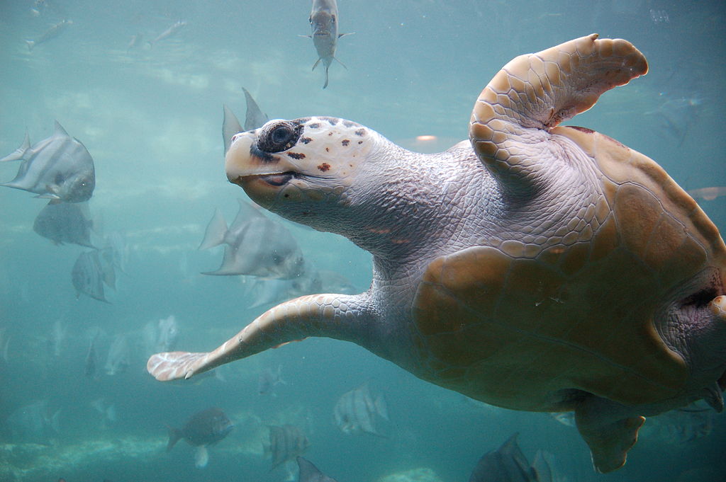 loggerhead